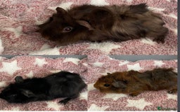 Guinea Pig rodents for sale: 3 lovely funky boar guinea pigs - ready  - Image 1
