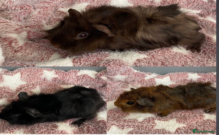 Guinea Pig rodents - Advert 1