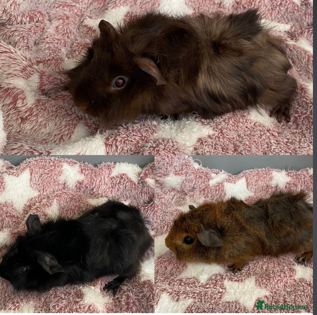 Guinea Pig rodents for sale: 3 lovely funky boar guinea pigs - ready  - Image 1