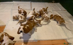 Basset Hound dogs for sale: Basset Hound Puppies - Image 2
