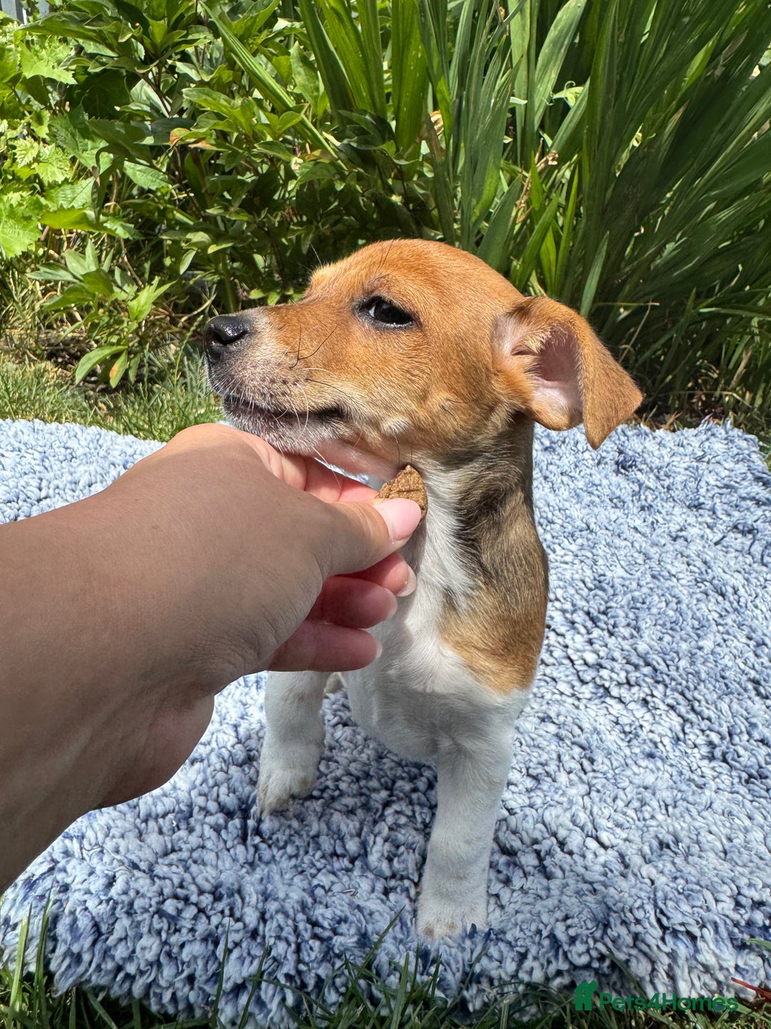 Jack Russell dogs for sale: 5 Available: Jack Russell Puppies. 2 Girls, 3 Boys - Image 9