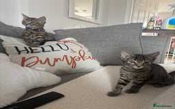 Domestic Shorthair cats for sale: Two male tabby cats  - Image 5
