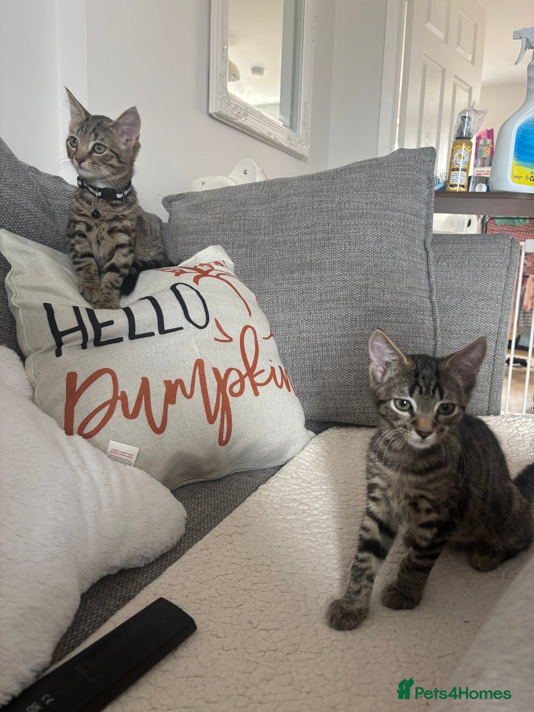 Domestic Shorthair cats for sale: Two male tabby cats  - Image 5