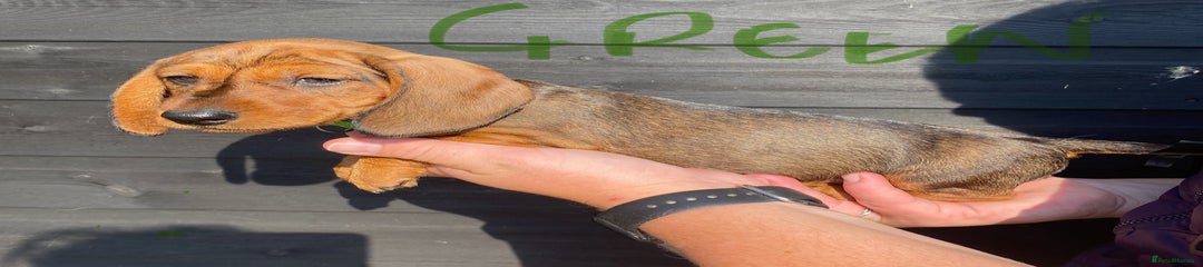 Puppy 1. Green collar - Red Boar dog 