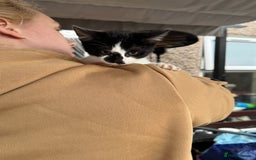 Mixed Breed cats for sale: Kittens 2 males 1 female for sale  - Image 13