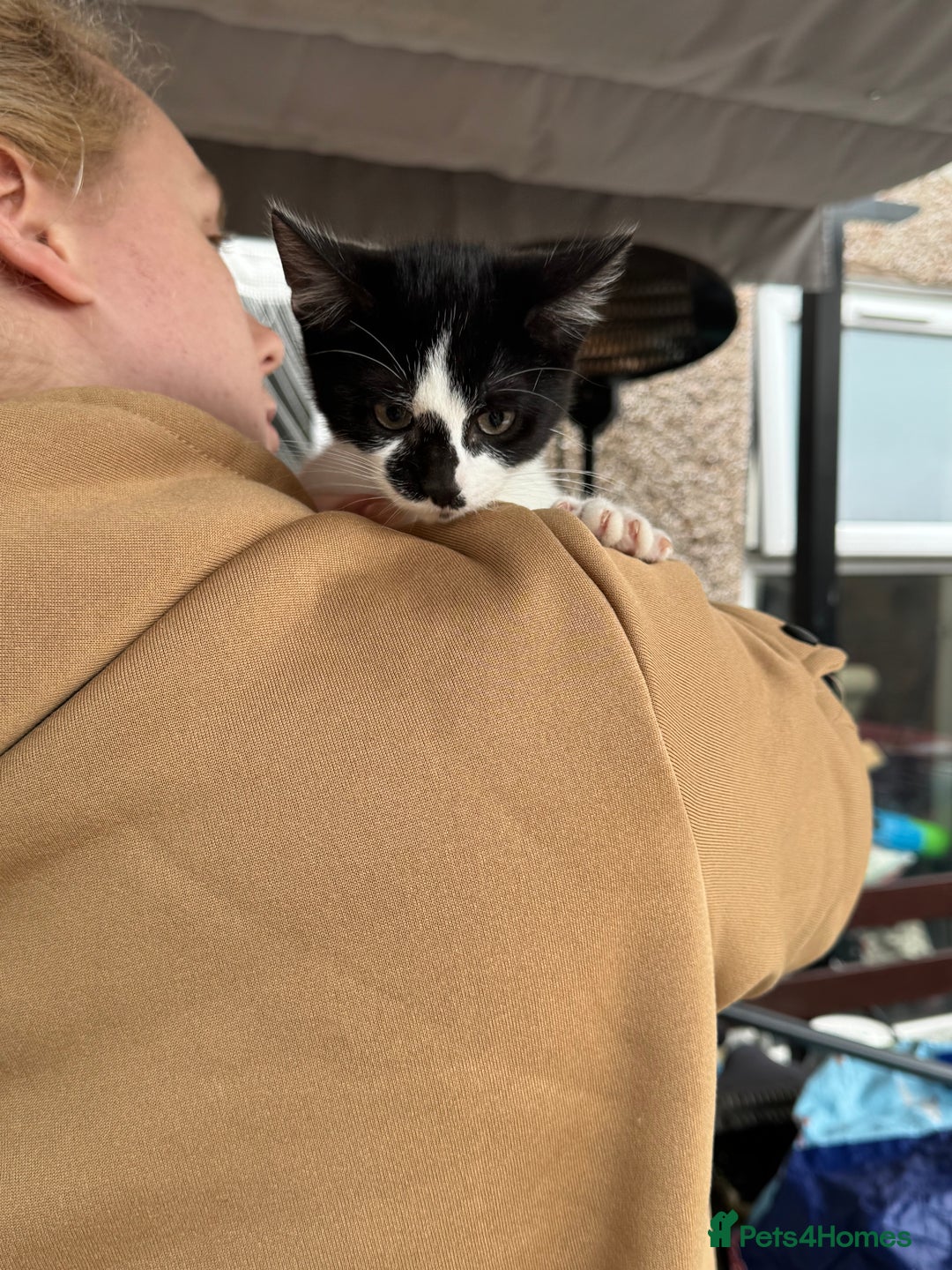 Mixed Breed cats for sale: Kittens 2 males 1 female for sale  - Image 13