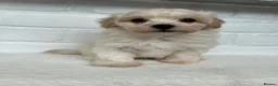 Maltipoo dogs for sale:  **  Maltipoo puppy’s  in Swanley - Advert 23