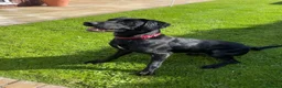 Springador dogs for sale: Celt  - Advert 5