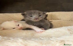 Maine Coon cats for sale: Maine Coon Kittens for sale - Image 18