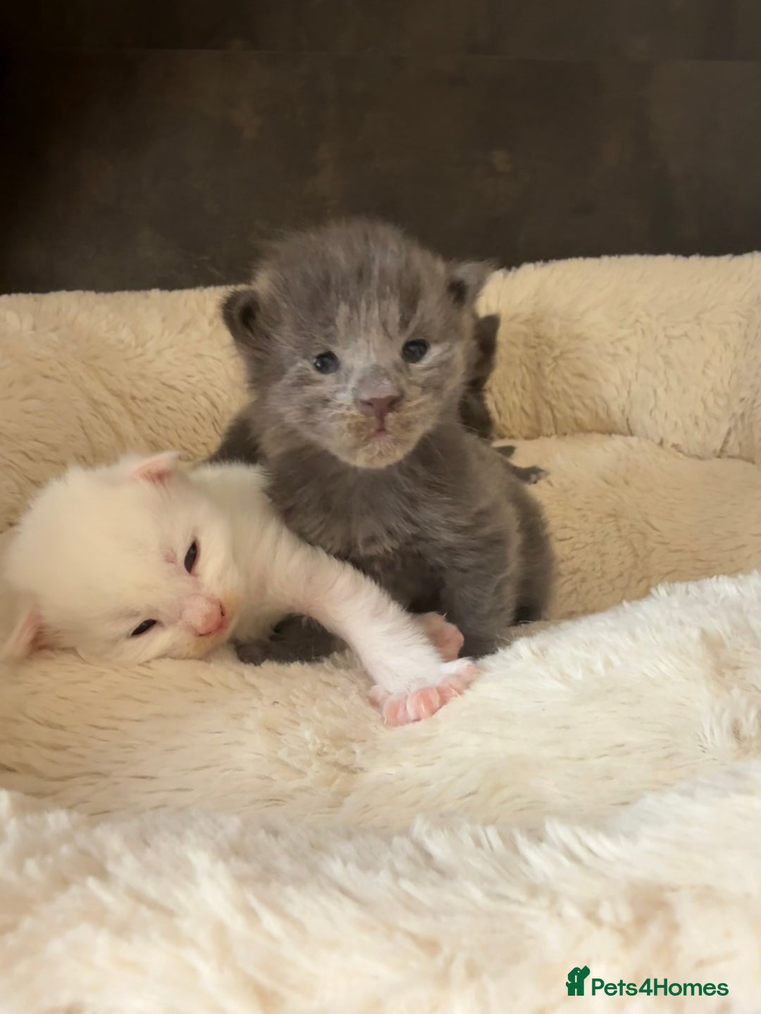 Maine Coon cats for sale: Maine Coon Kittens for sale - Image 18