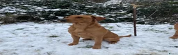 Labrador Retriever dogs for sale: Beautiful fox red BOY available  in Worcester - Advert 3