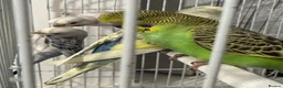 Budgerigars birds for sale: Baby budgies - Advert 4
