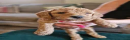Miniature Poodle dogs for sale: 1 boy left KC registered poodles  - Advert 17