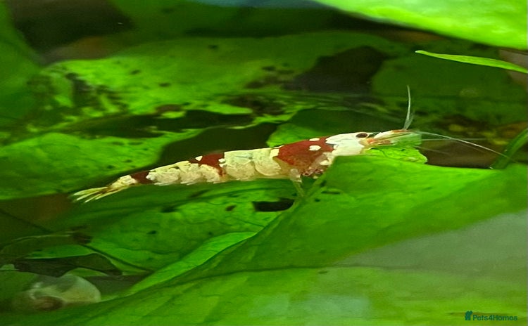 Shrimps fish - Advert 4