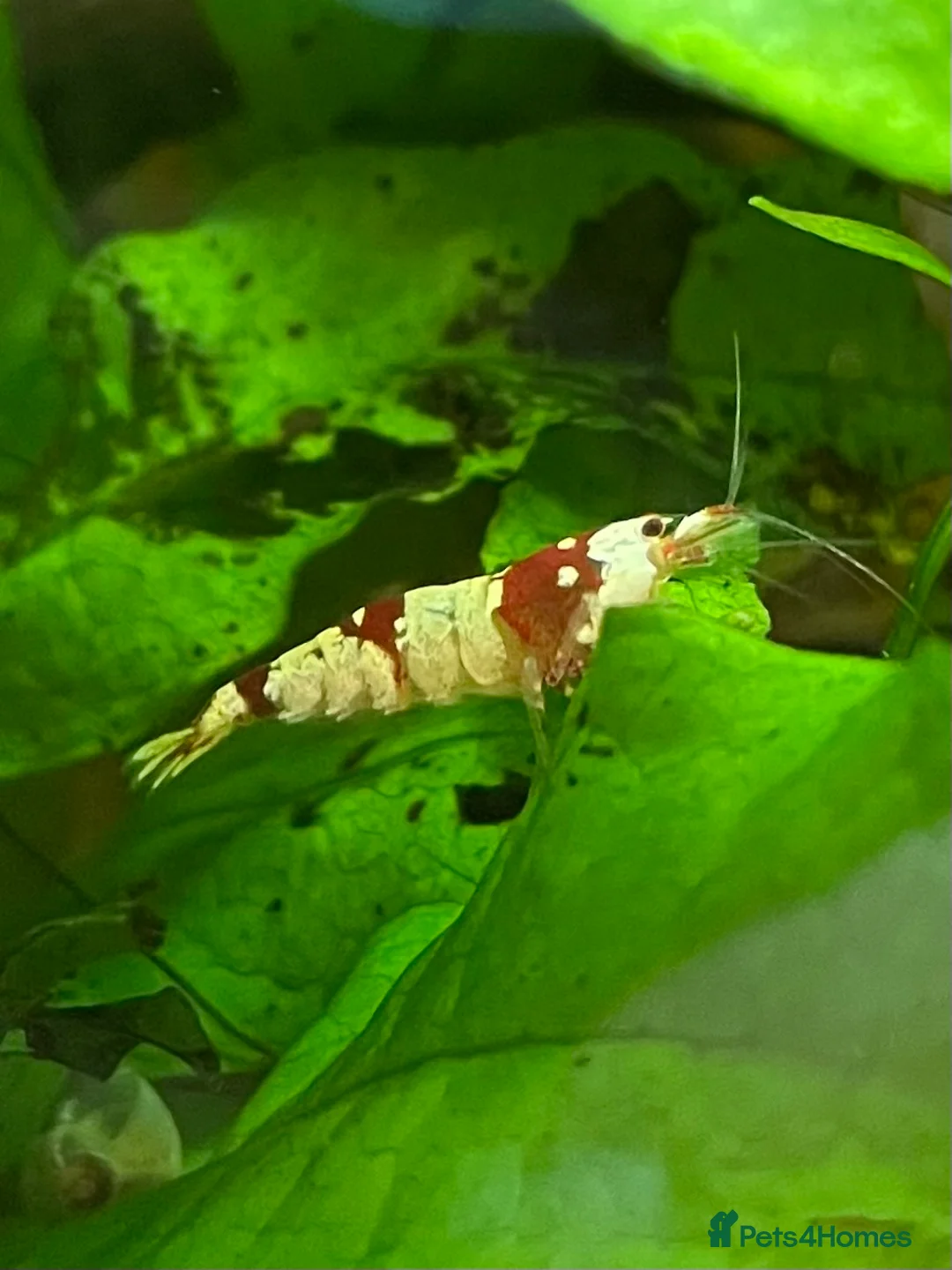 Shrimps fish for sale: Crystal Red Bee Shrimp (Caridina cantonensis) - Advert 1