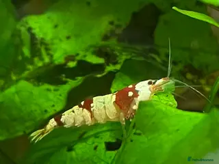 Shrimps fish Crystal Red Bee Shrimp (Caridina cantonensis) - Advert 12