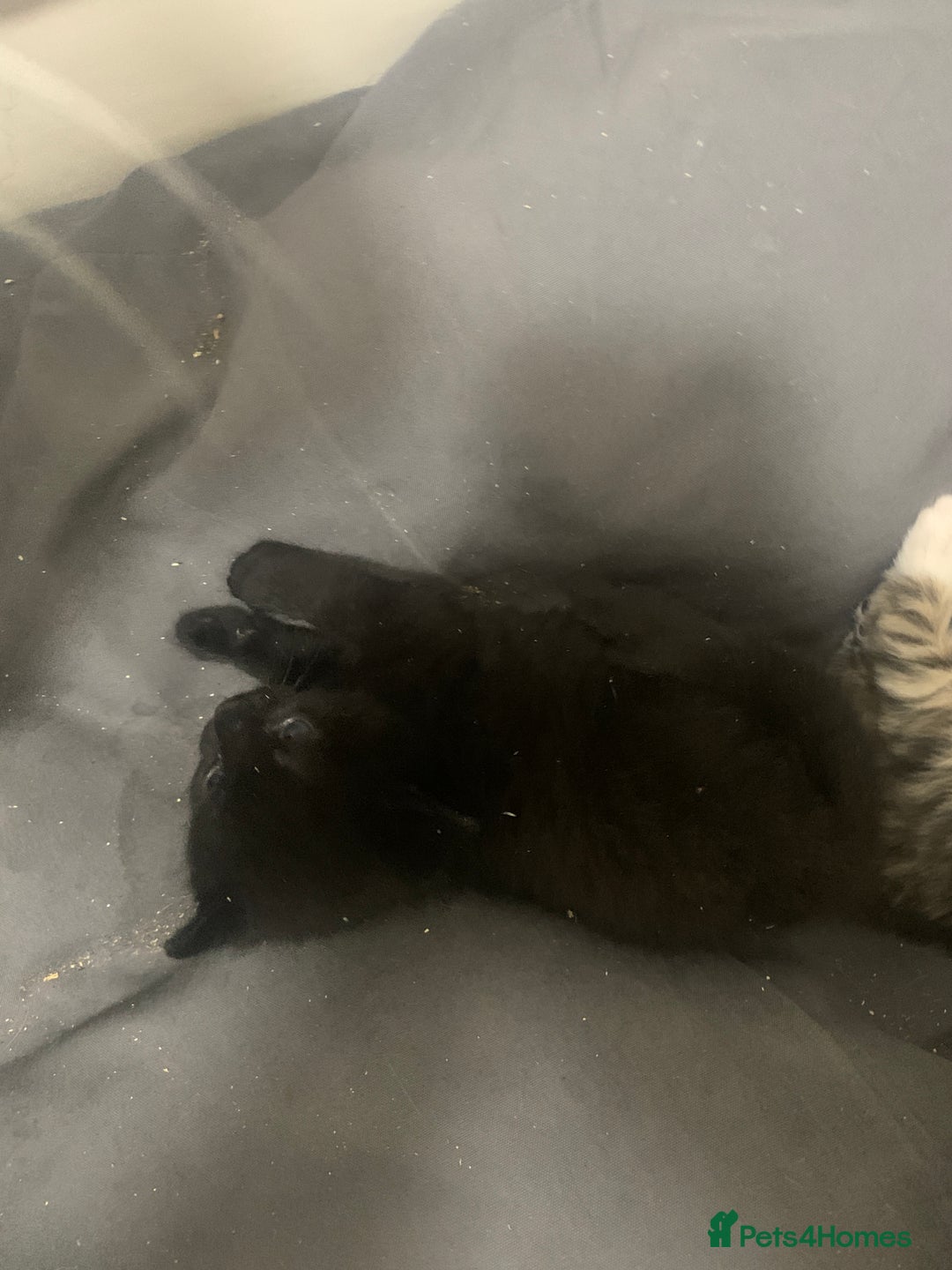 Mixed Breed cats for sale: Stunning kittens - Advert 11