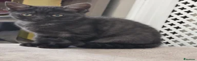 Mixed Breed Kitten 2