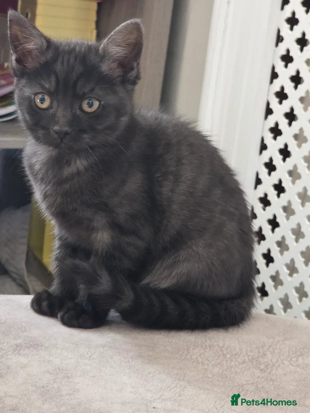 Mixed Breed cats for sale: 2 gorgeous female kittens - Advert 12