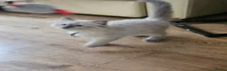 Ragdoll cats for sale: Ragdolls - Advert 33