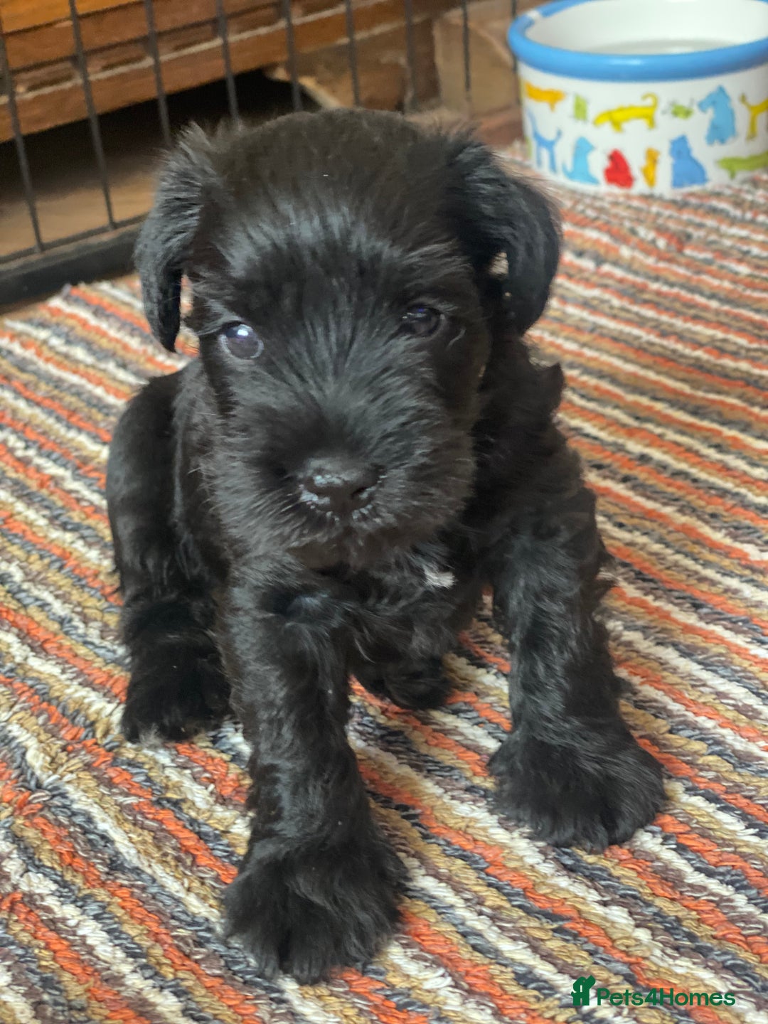 Miniature Schnauzer dogs for sale: 5*KC MINIATURE SCHNAUZER PUPPIES  - Advert 25