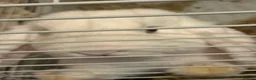 English rabbits for sale: White rabbit with blue eyes in Birmingham - Advert 2