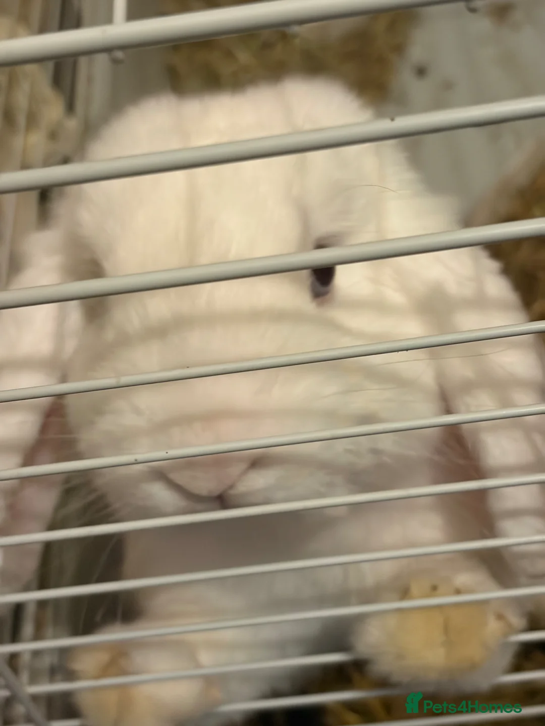 English rabbits for sale: White rabbit with blue eyes in Birmingham - Advert 2