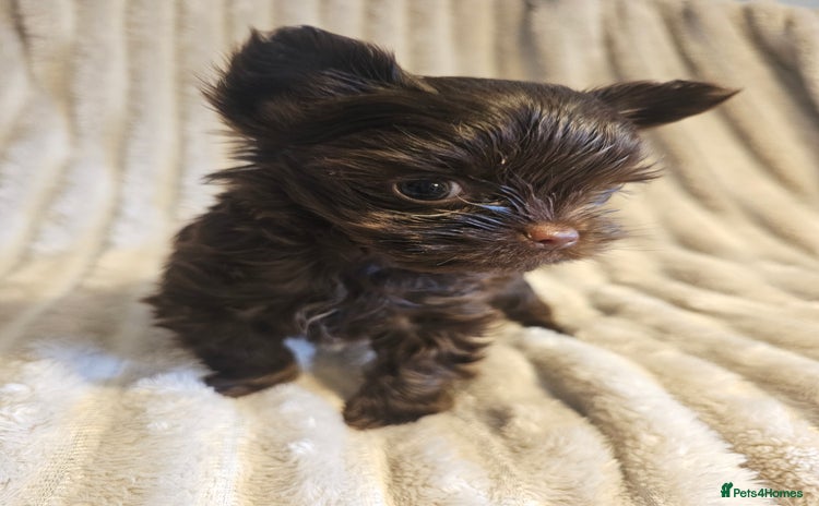 Yorkshire Terrier dogs - Advert 2