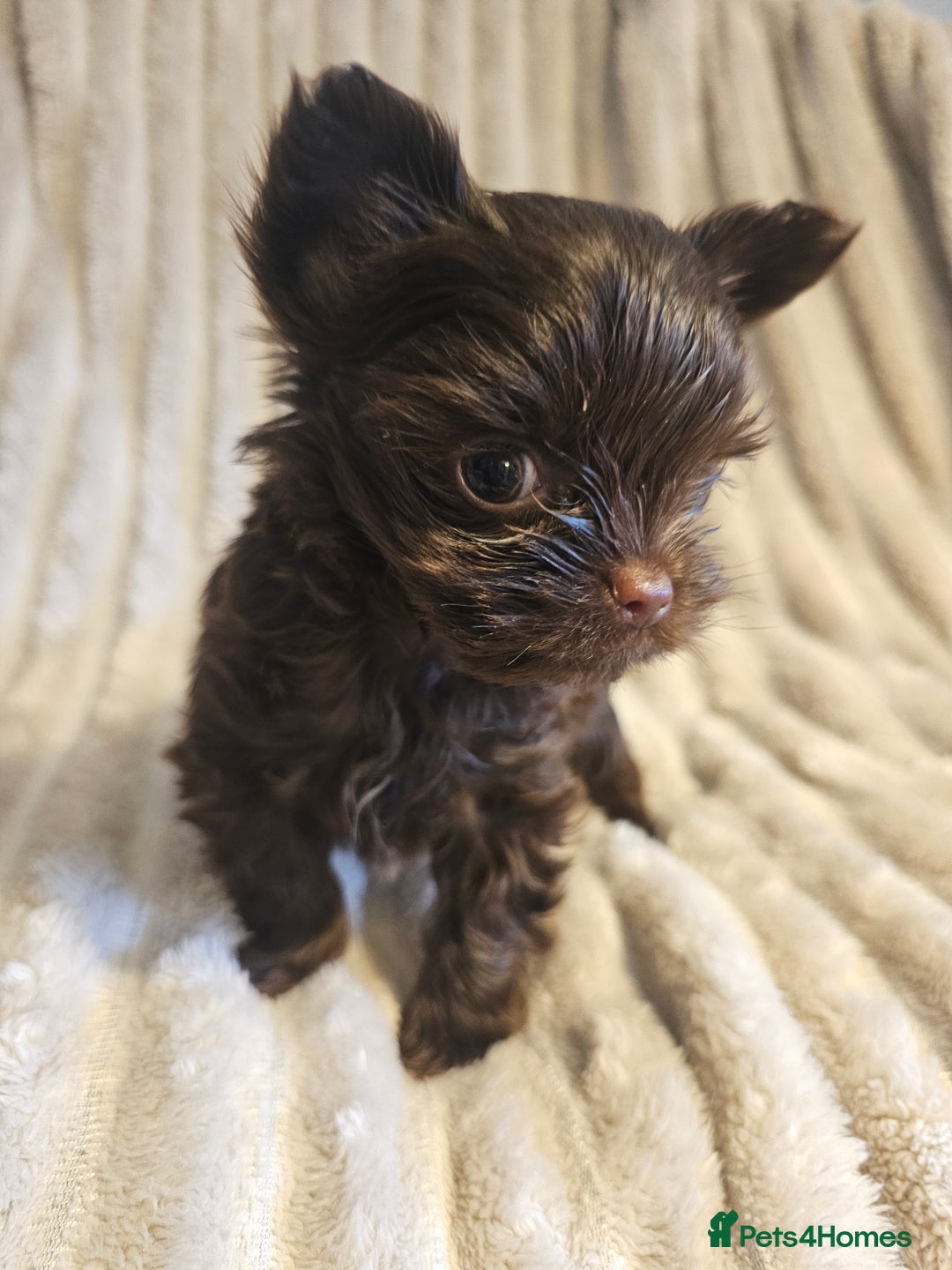 Yorkshire Terrier dogs for sale: SmaltypeYorkshire terrier Chocolate/black IHR.e.V  - Image 13
