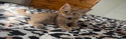 Domestic Shorthair cats for sale: 🐾 Adorable Kittens Ready for Loving Homes - Advert 9