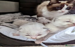 Ragdoll cats for sale: 14 week old ragdoll kittens - Image 4