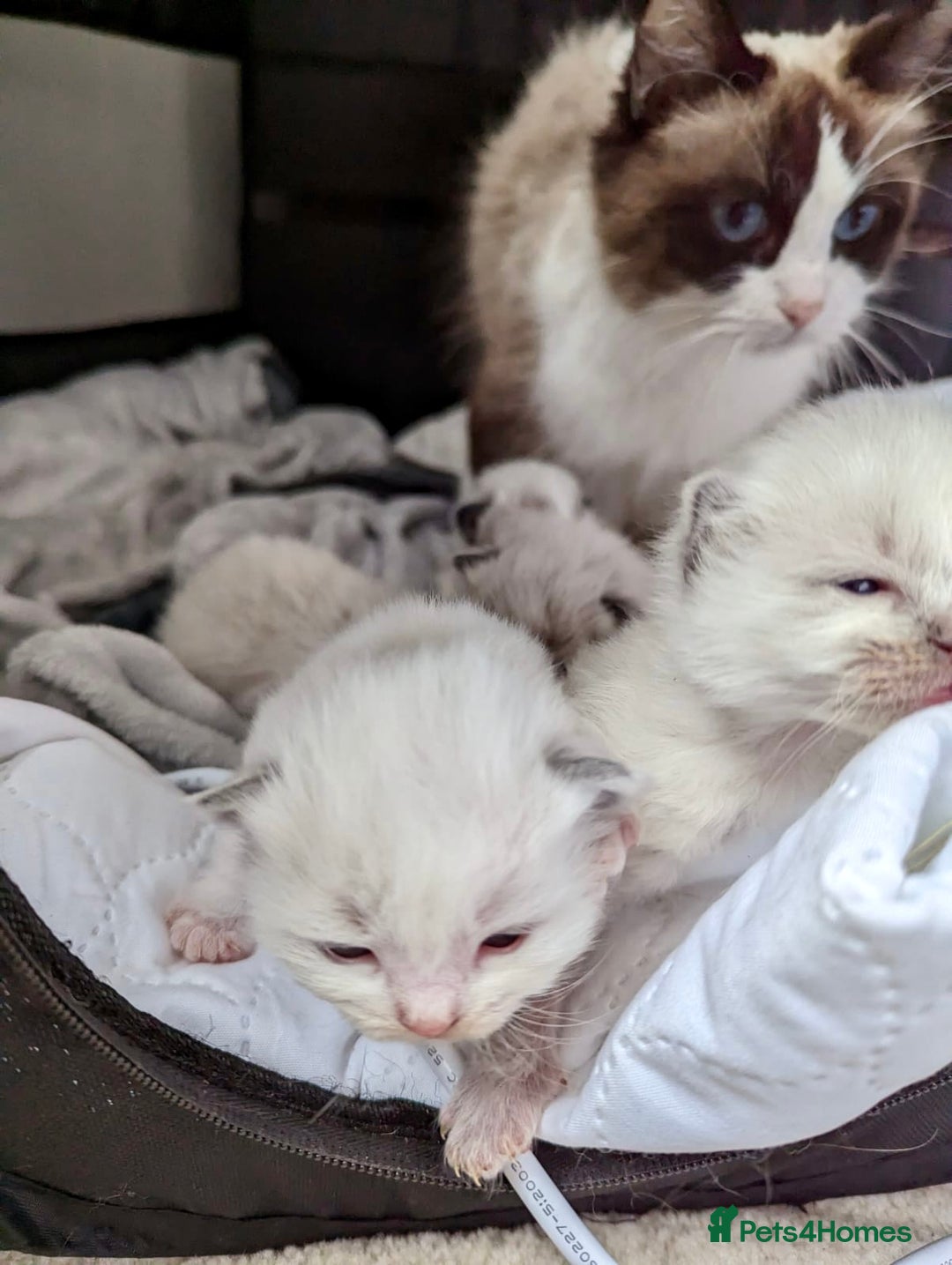 Ragdoll cats for sale: 14 week old ragdoll kittens - Image 4