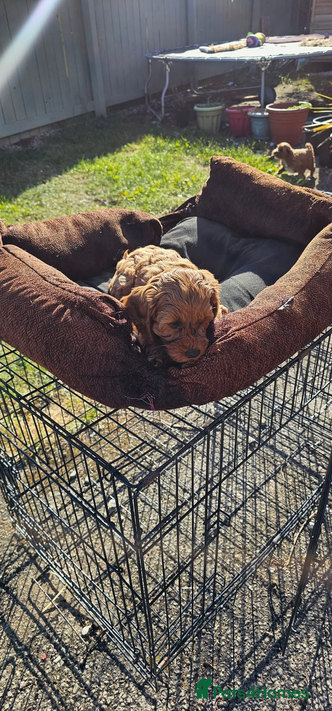 Cockapoo dogs for sale: F1B Red Cockapoo Pups - Image 11