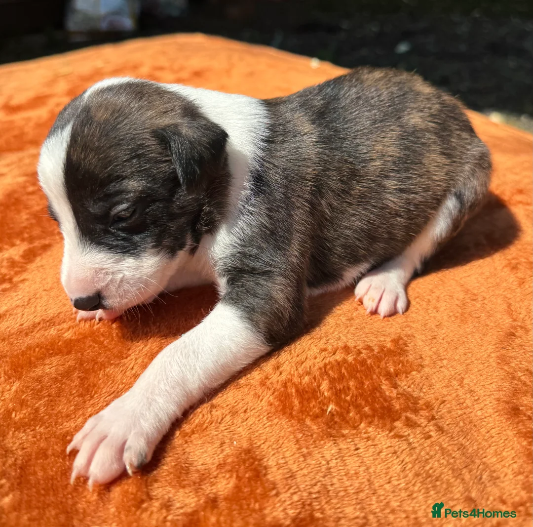 Lurcher dogs for sale: Lurcher saluki greyhound beddlington whippet - Advert 12