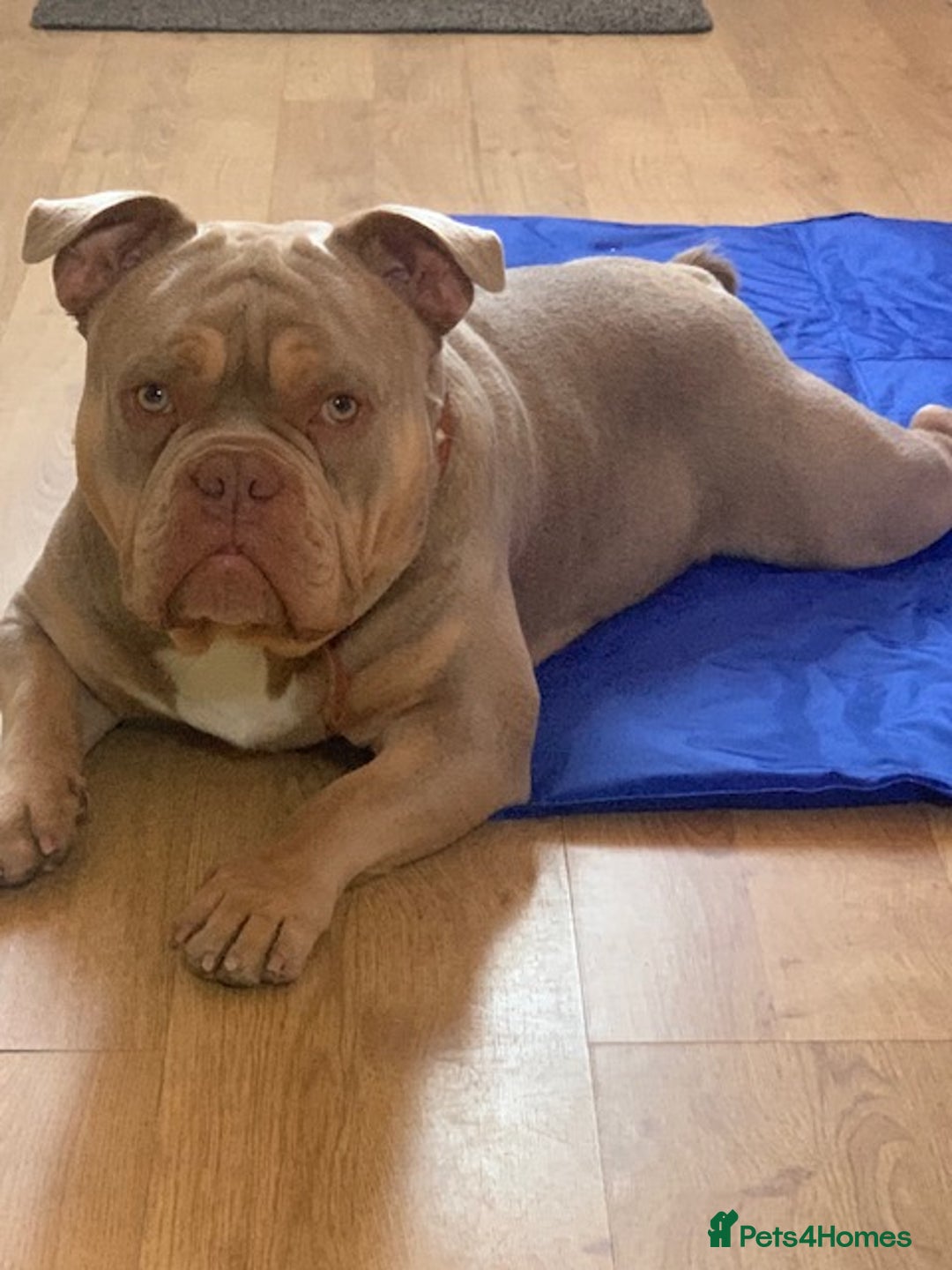 American Bully dogs for sale: Rio = Pocket Bully - Advert 2