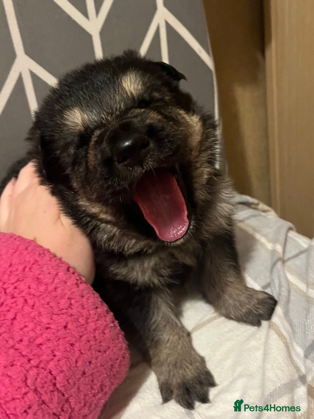 German Shepherd dogs for sale: German Shepard puppies.  - Image 1