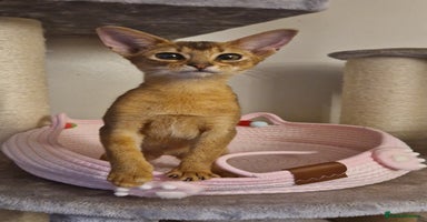 Abyssinian cats Purebred Abyssinian girl 😍 - Advert 4