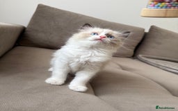 Ragdoll cats for sale: Beautiful Ragdolls READY NOW 💙 - Image 5