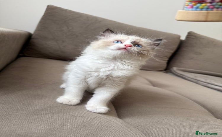 Ragdoll cats - Advert 4