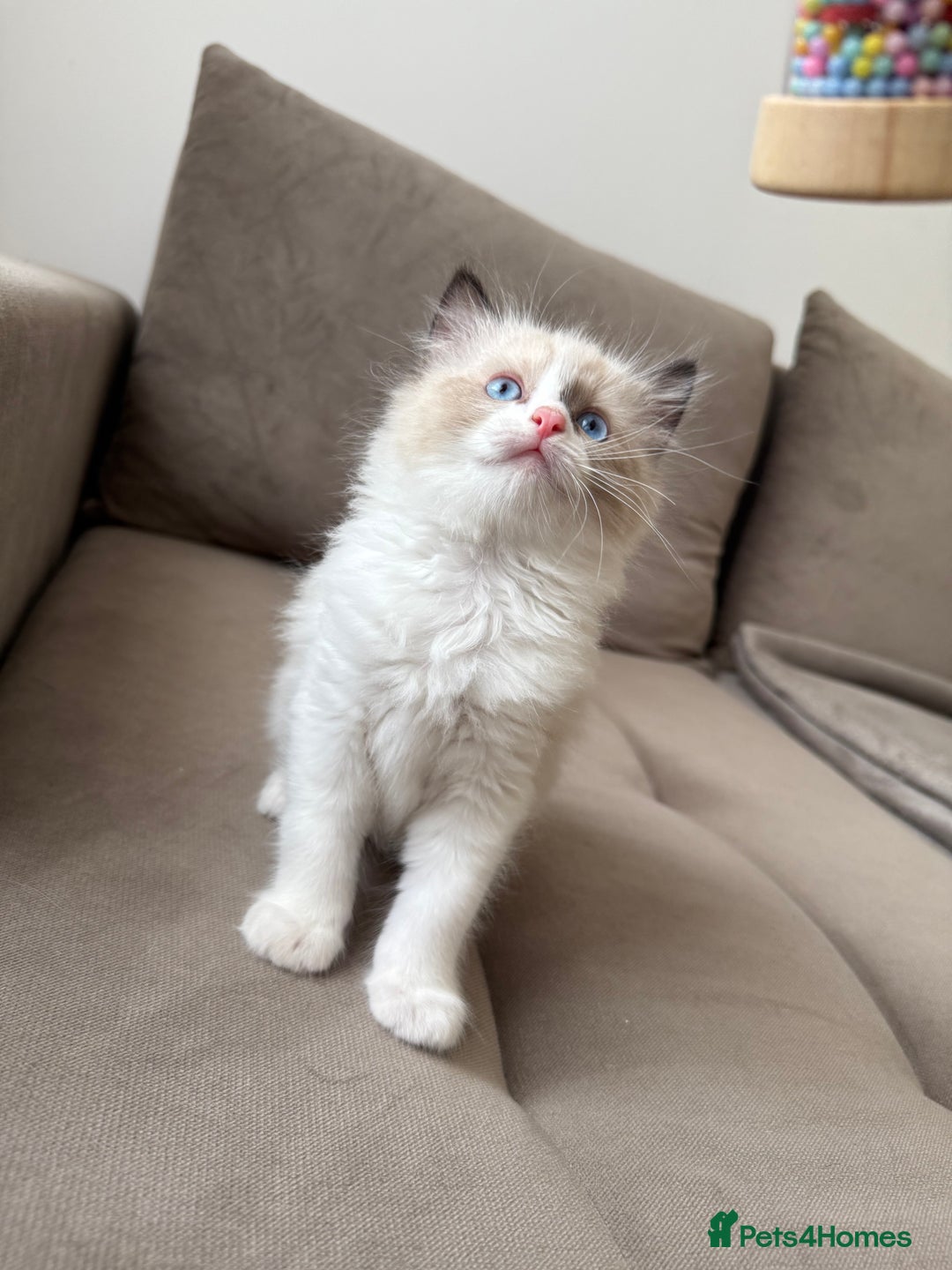 Ragdoll cats for sale: Beautiful Ragdolls READY NOW 💙 - Image 5