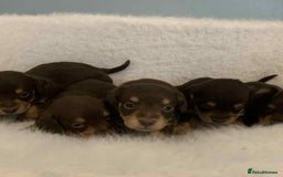 Mixed Breed dogs for sale: Adorable Doxipoo puppies  - Image 1
