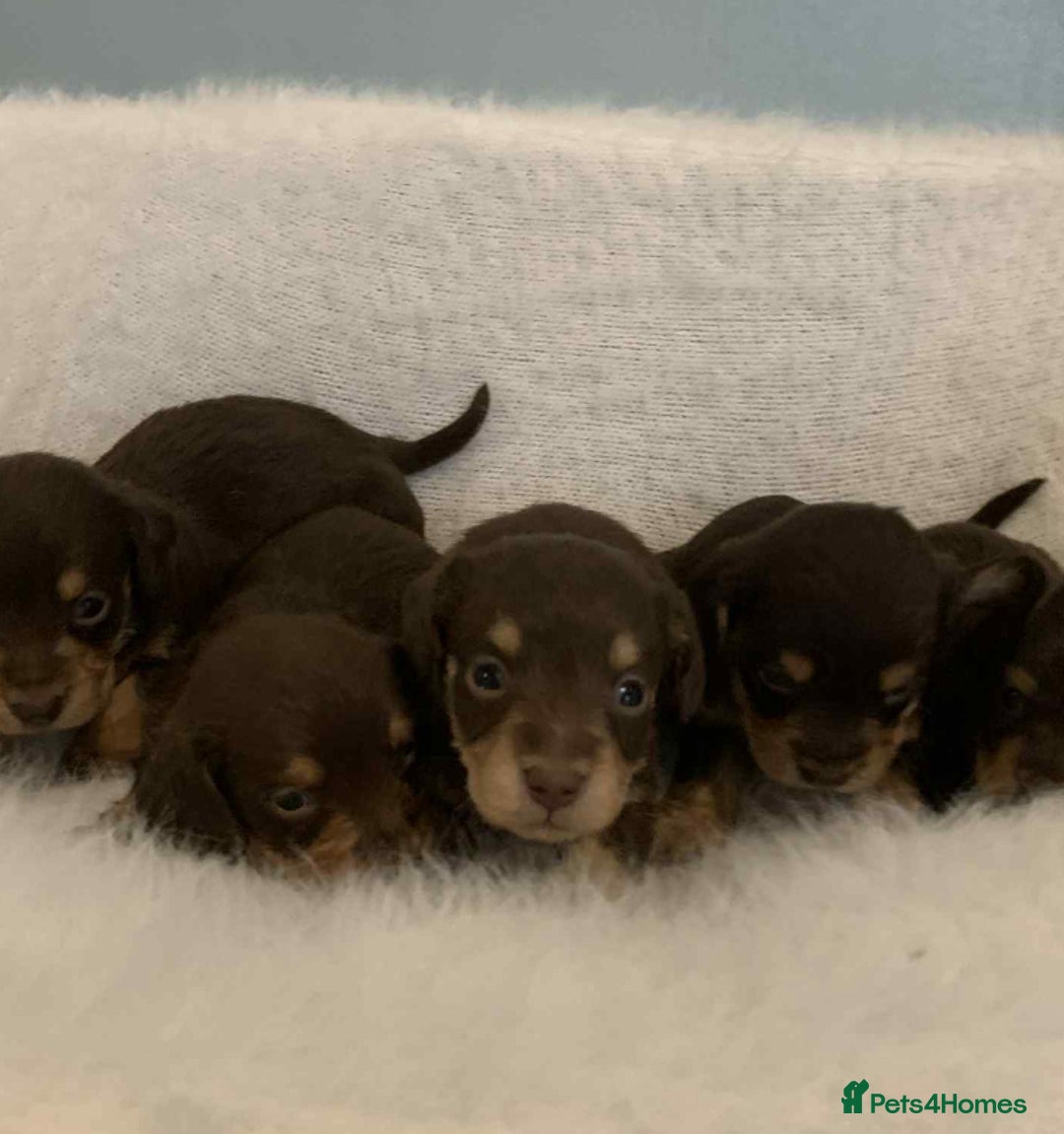 Mixed Breed dogs for sale: Adorable Doxipoo puppies  - Image 1