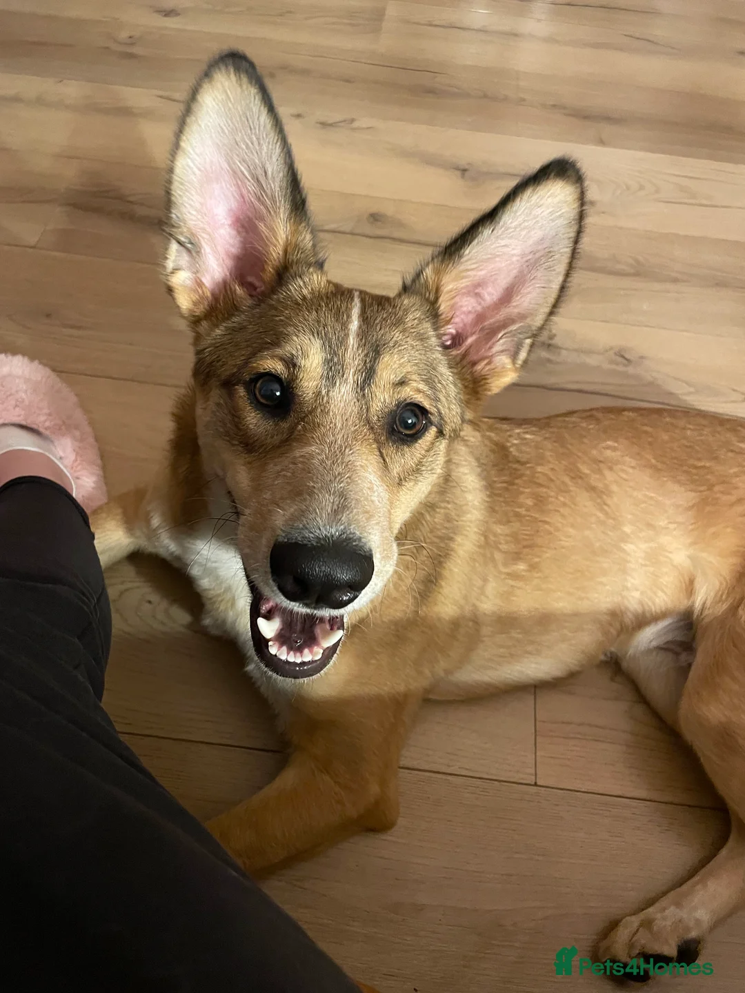 Mixed Breed dogs for sale: Beautiful mixed breed boy - Marley (rehome) - Advert 10