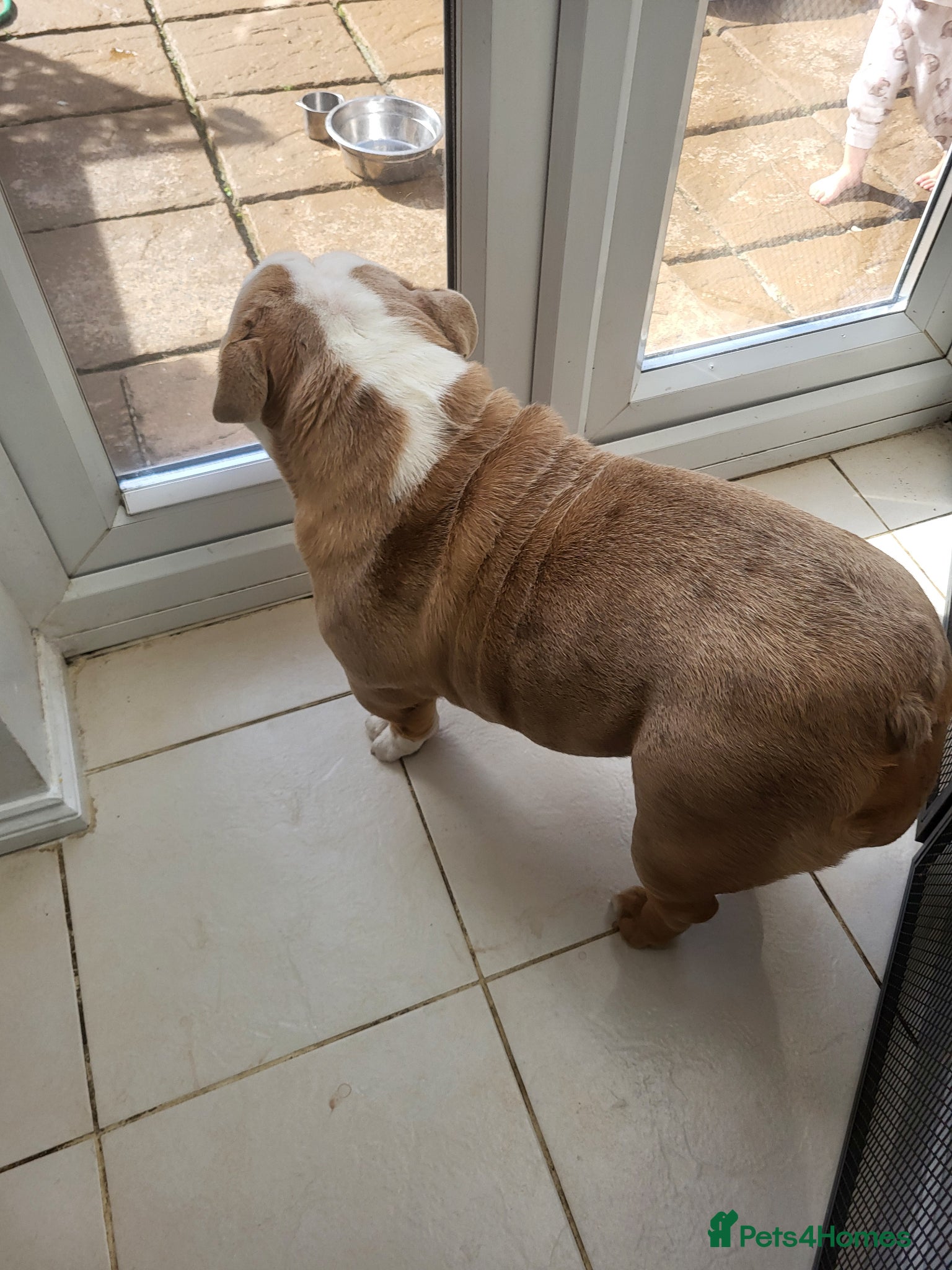 English Bulldog dogs British merle bulldog  - Advert 14