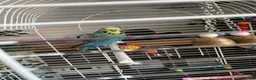 Budgerigars birds for sale: 2 budgies free to a good home  - Advert 2