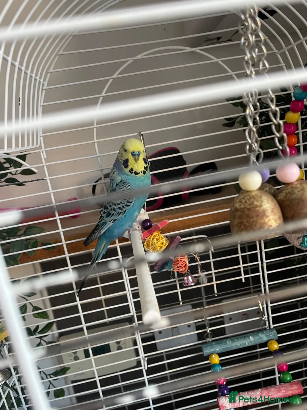 Budgerigars birds for sale: 2 budgies free to a good home  - Advert 2