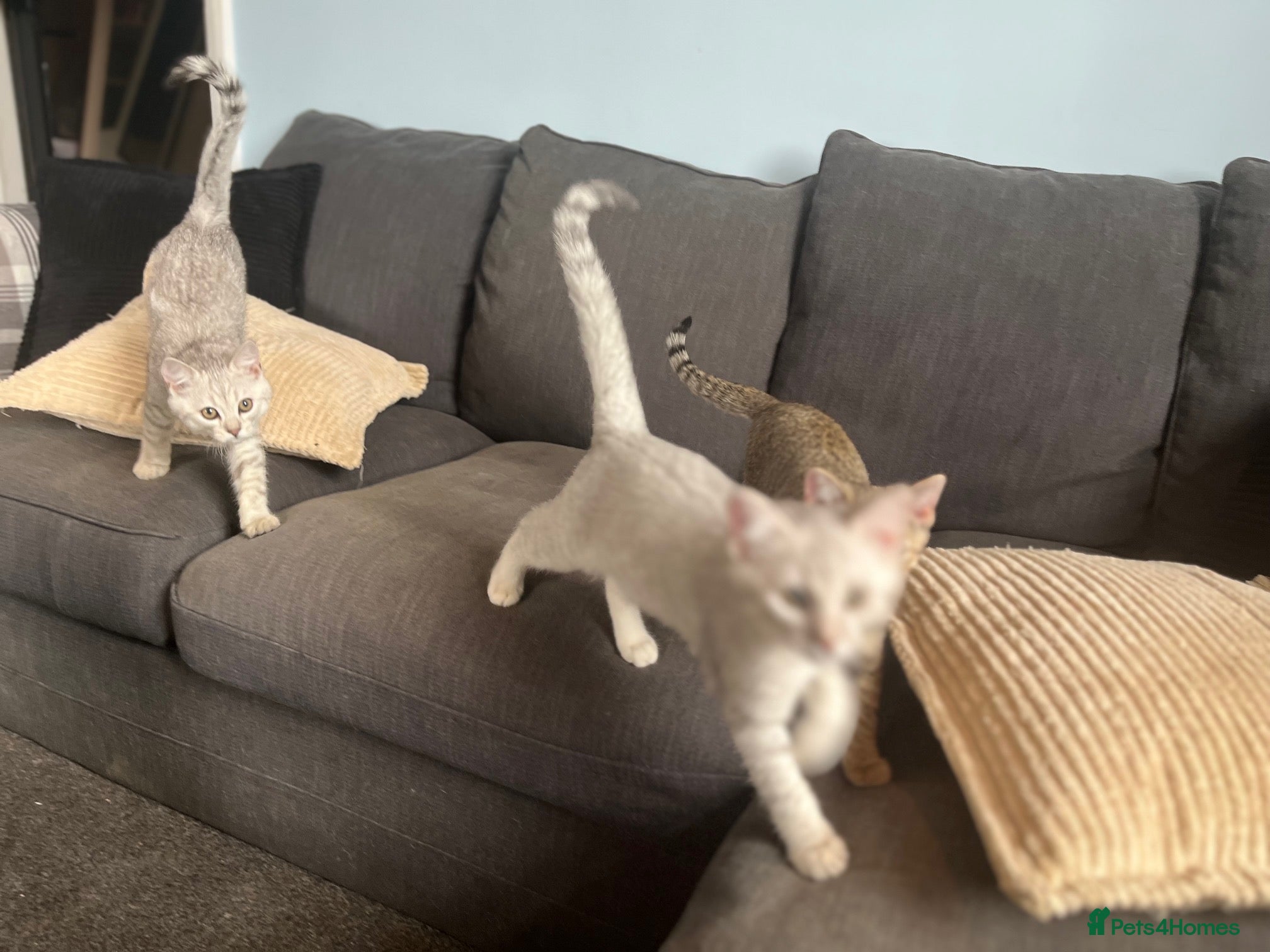 British Shorthair cats for sale: BHS x kittens - Advert 3
