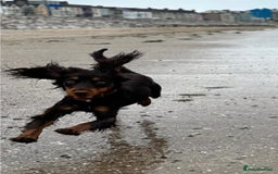Cocker Spaniel dogs for sale: Cocker Spaniel sale - Image 2