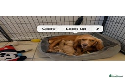 Cockapoo dogs for sale: Licenced breeder Beautiful F1 cockapoos  - Image 6