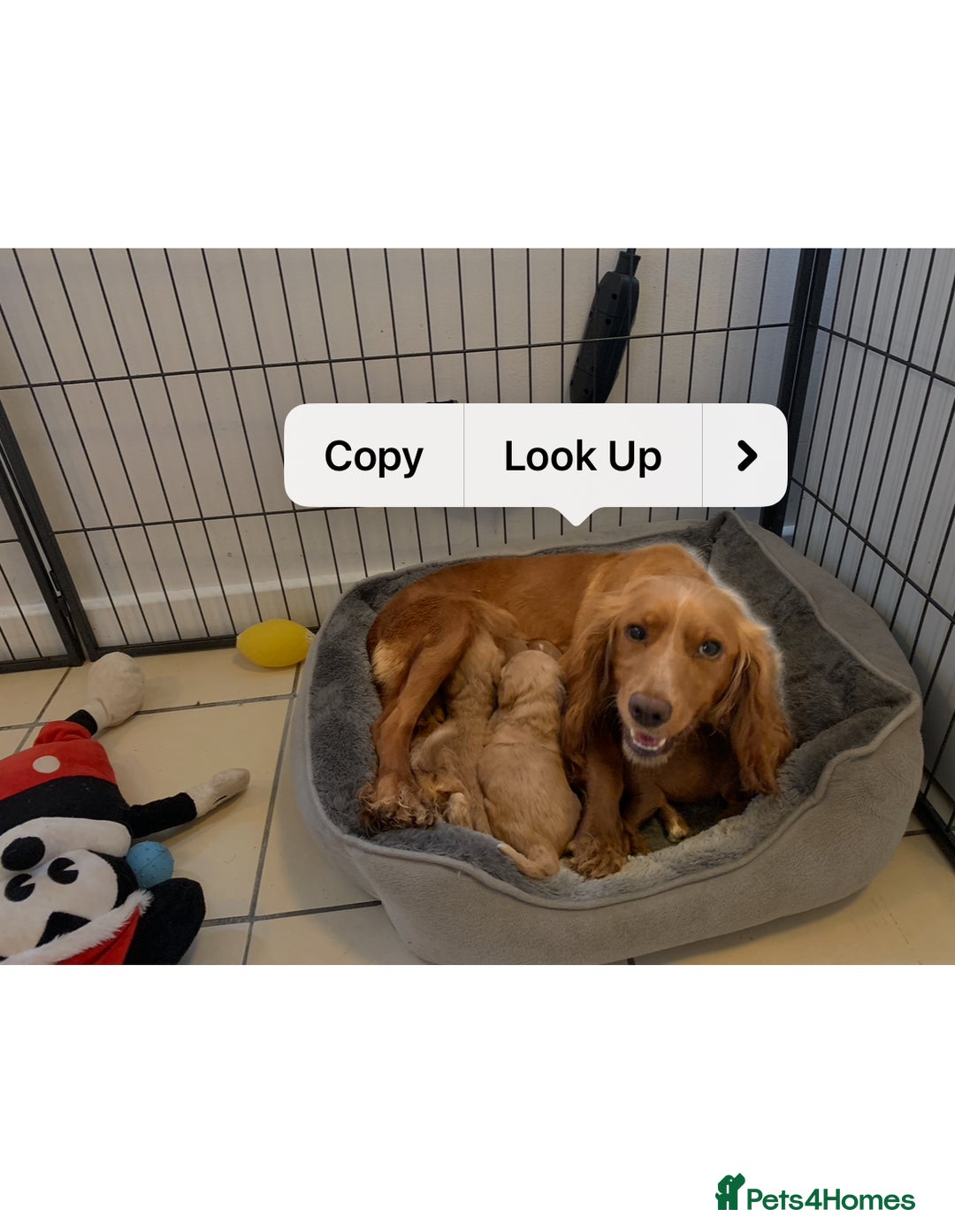 Cockapoo dogs for sale: Licenced breeder Beautiful F1 cockapoos  - Image 6